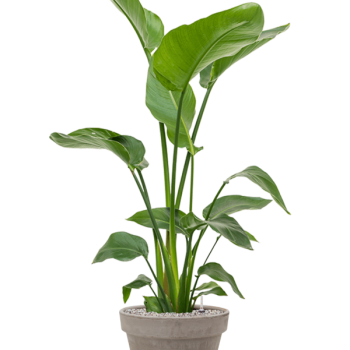 Strelitzia nicolai în ghiveci din teracotă Strelitzia nicolai în ghiveci din teracotă