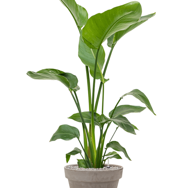 Strelitzia nicolai în ghiveci din teracotă Strelitzia nicolai în ghiveci din teracotă