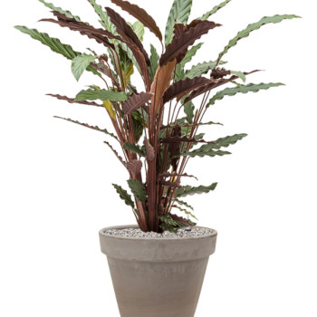Calathea rufibarba 'Wavestar' în ghiveci de teracotă Calathea rufibarba 'Wavestar' în ghiveci de teracotă