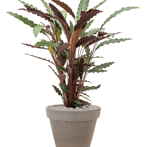 Calathea rufibarba 'Wavestar' în ghiveci de teracotă