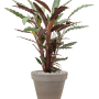 Calathea rufibarba 'Wavestar' în ghiveci de teracotă