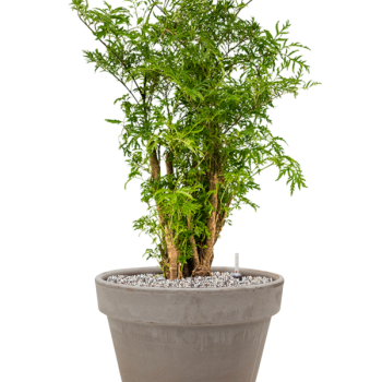 Aralia (Polyscias) „Ming” în ghiveci de teracotă