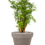 Aralia (Polyscias) „Ming” în ghiveci de teracotă