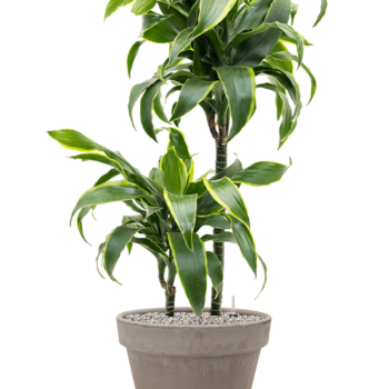 Dracaena fragrans 'Dorado' în ghiveci din teracotă Dracaena fragrans 'Dorado' în ghiveci din teracotă