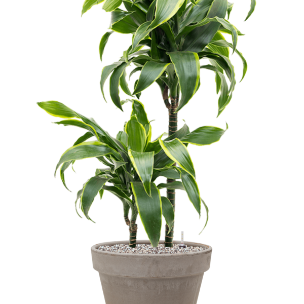 Dracaena fragrans 'Dorado' în ghiveci din teracotă Dracaena fragrans 'Dorado' în ghiveci din teracotă