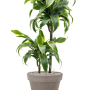 Dracaena fragrans 'Dorado' în ghiveci din teracotă