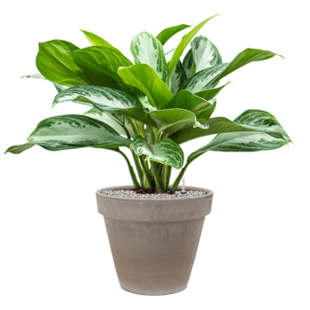 Aglaonema „Silver Bay” în ghiveci din teracotă