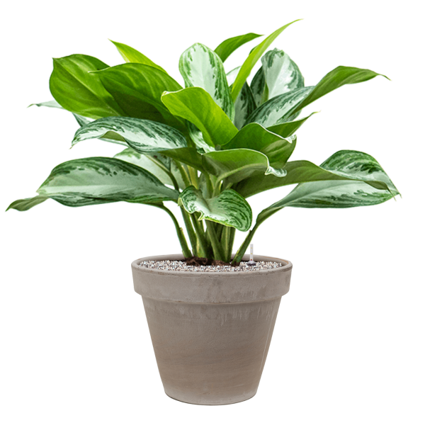 Aglaonema „Silver Bay” în ghiveci din teracotă Aglaonema „Silver Bay” în ghiveci din teracotă