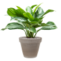 Aglaonema „Silver Bay” în ghiveci din teracotă