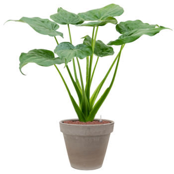 Alocasia cucullata în ghiveci de teracotă Alocasia cucullata în ghiveci de teracotă