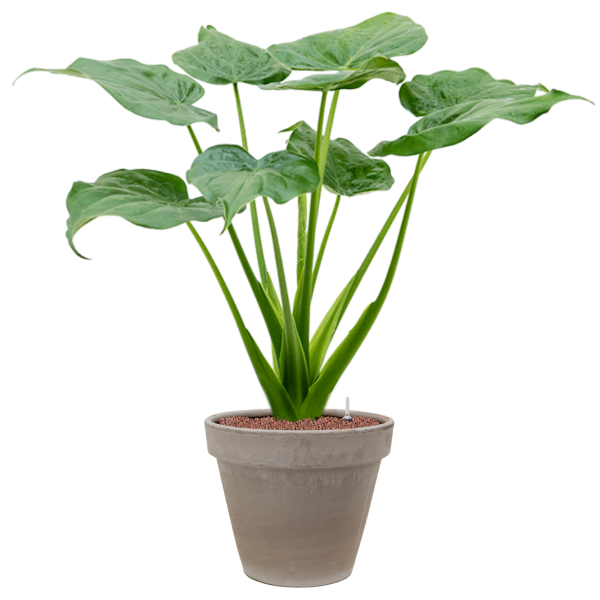 Alocasia cucullata în ghiveci de teracotă Alocasia cucullata în ghiveci de teracotă