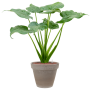 Alocasia cucullata în ghiveci de teracotă