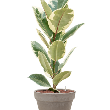 Ficus elastica „Tineke” în ghiveci de teracotă