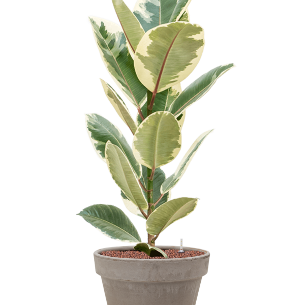 Ficus elastica „Tineke” în ghiveci de teracotă
