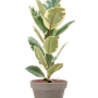 Ficus elastica „Tineke” în ghiveci de teracotă