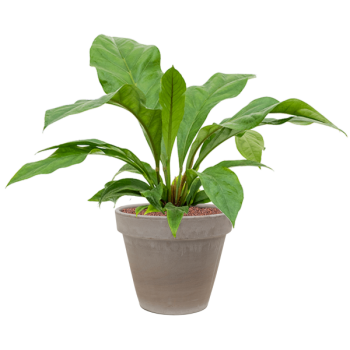 Anthurium elipticum „Jungle bush” în ghiveci de teracotă