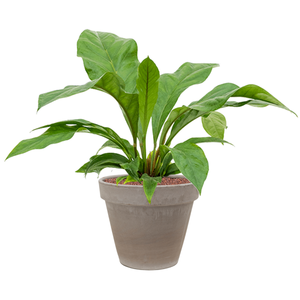 Anthurium elipticum „Jungle bush” în ghiveci de teracotă