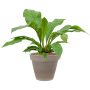Anthurium elipticum „Jungle bush” în ghiveci de teracotă