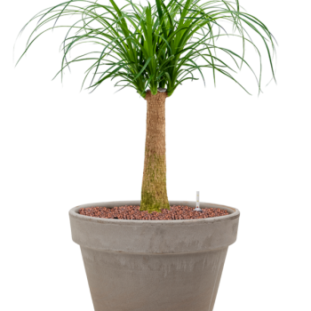Beaucarnea recurvata în ghiveci din teracotă Beaucarnea recurvata în ghiveci din teracotă