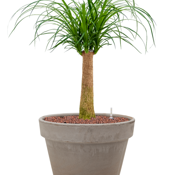 Beaucarnea recurvata în ghiveci din teracotă Beaucarnea recurvata în ghiveci din teracotă