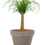 Beaucarnea recurvata în ghiveci din teracotă