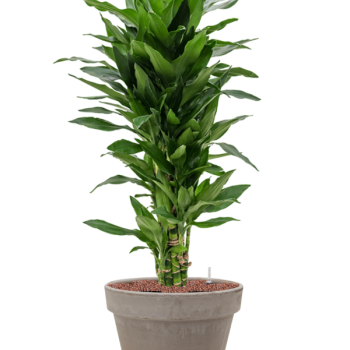 Dracaena fragrans 'Janet Lind' în ghiveci de teracotă Dracaena fragrans 'Janet Lind' în ghiveci de teracotă