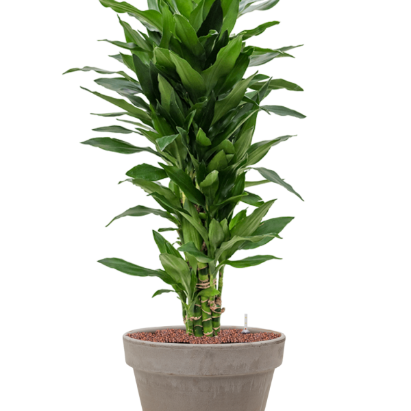 Dracaena fragrans 'Janet Lind' în ghiveci de teracotă Dracaena fragrans 'Janet Lind' în ghiveci de teracotă