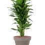 Dracaena fragrans 'Janet Lind' în ghiveci de teracotă