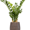 Zamioculcas în Baq Opus Hit
