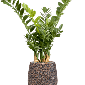 Zamioculcas în Baq Opus Hit