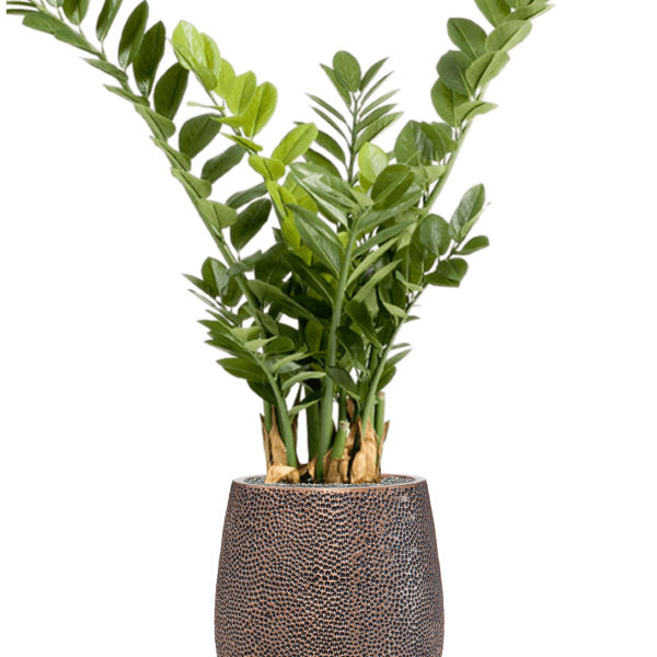 Zamioculcas în Baq Opus Hit