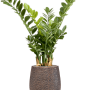 Zamioculcas în Baq Opus Hit
