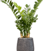 Zamioculcas în colecția Baq Opus Hit