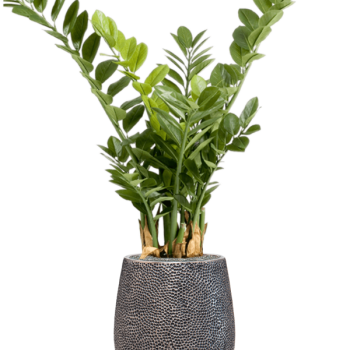 Zamioculcas în colecția Baq Opus Hit