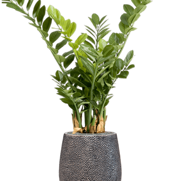 Zamioculcas în colecția Baq Opus Hit Zamioculcas în colecția Baq Opus Hit