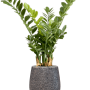 Zamioculcas în colecția Baq Opus Hit