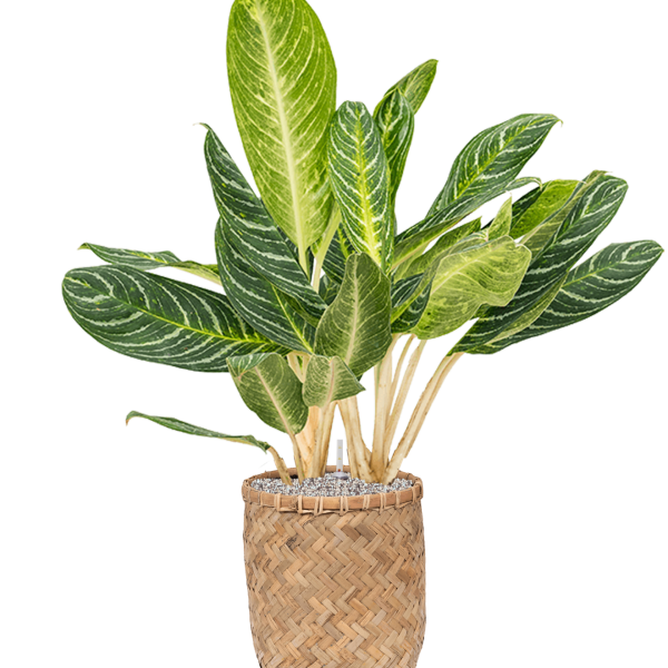Aglaonema „Key Lime” în stil boem Aglaonema „Key Lime” în stil boem