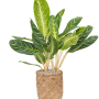 Aglaonema „Key Lime” în stil boem