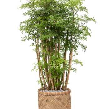 Aralia (Polyscias) „Ming” în stil boemian
