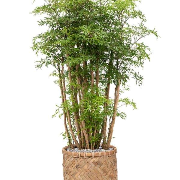 Aralia (Polyscias) „Ming” în stil boemian