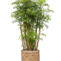Aralia (Polyscias) „Ming” în stil boemian