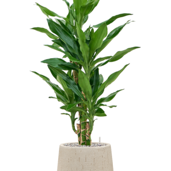 Dracaena fragrans 'Burundii' în ghiveci Baq Raindrop Dracaena fragrans 'Burundii' în ghiveci Baq Raindrop
