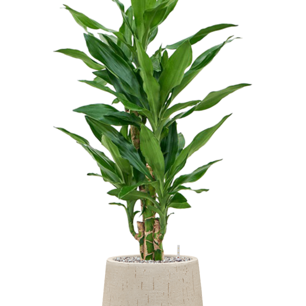 Dracaena fragrans 'Burundii' în ghiveci Baq Raindrop Dracaena fragrans 'Burundii' în ghiveci Baq Raindrop