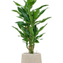 Dracaena fragrans 'Burundii' în ghiveci Baq Raindrop
