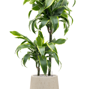 Dracaena fragrans 'Dorado' în ghiveci Baq Raindrop Dracaena fragrans 'Dorado' în ghiveci Baq Raindrop