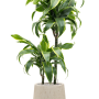 Dracaena fragrans 'Dorado' în ghiveci Baq Raindrop