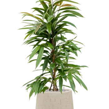Ficus binnendijkii 'Amstel King' în ghiveci Baq Raindrop