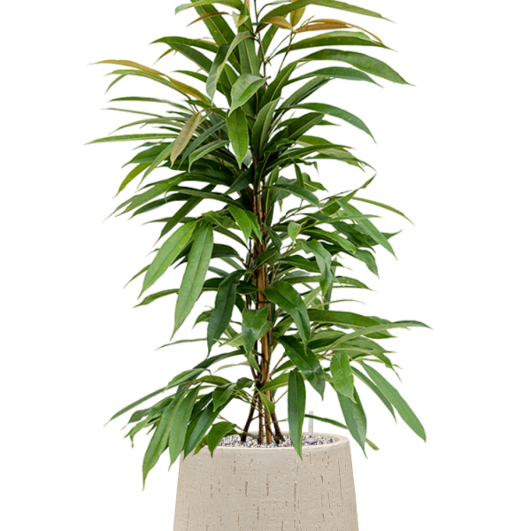 Ficus binnendijkii 'Amstel King' în ghiveci Baq Raindrop