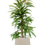 Ficus binnendijkii 'Amstel King' în ghiveci Baq Raindrop