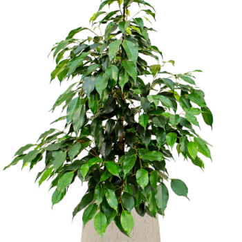 Ficus benjamina 'Danielle' în ghiveci Baq Raindrop